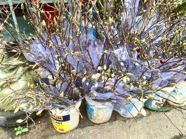 Hoa mộc lan có nhiều màu sắc khác nhau và mỗi màu mang những ý nghĩa phong thủy riêng. Ảnh: Tiền phong.