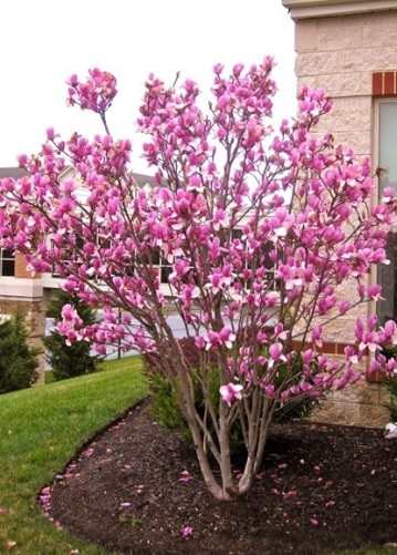 Ngoài ra, hoa mộc lan còn là biểu tượng của sự giàu sang, quý phái. Ảnh: congtycayxanhvietnam.