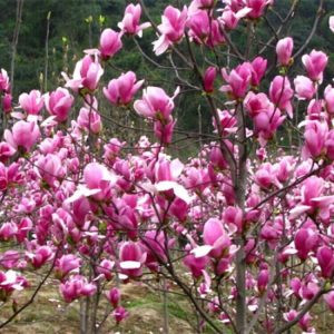 Theo chuyên gia phong thủy, hoa mộc lan nở rực rỡ, ngụ ý mang đến may mắn, thịnh vượng cho gia chủ. Ảnh: viencaytrongtrunguong.