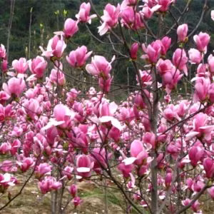 Theo chuyên gia phong thủy, hoa mộc lan nở rực rỡ, ngụ ý mang đến may mắn, thịnh vượng cho gia chủ. Ảnh: viencaytrongtrunguong.