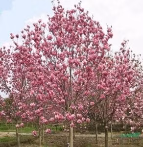 Loài cây mộc lan dễ thích nghi với môi trường, ngay cả khi thời tiết lạnh giá mùa Đông hoặc nắng nóng gay gắt của mùa Hè. Khi nở hoa, những bông hoa to khoe sắc gần như chật kín cành, không có mấy chiếc lá. Ảnh: viencaytrongtrunguong.