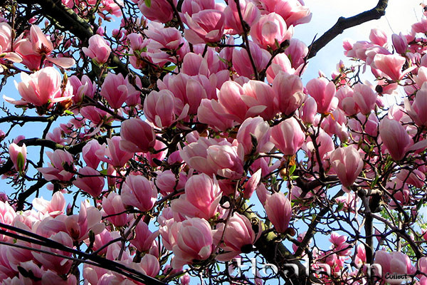 Cây mộc lan là cây cảnh được nhiều gia đình trồng ở vườn hoặc trong nhà. Ngoài ra, nhiều người bày trí lọ hoa mộc lan trong phòng khách vì mang nhiều ý nghĩa tốt. Ảnh: viencaytrongtrunguong.