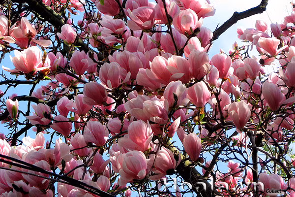 Cây mộc lan là cây cảnh được nhiều gia đình trồng ở vườn hoặc trong nhà. Ngoài ra, nhiều người bày trí lọ hoa mộc lan trong phòng khách vì mang nhiều ý nghĩa tốt. Ảnh: viencaytrongtrunguong.