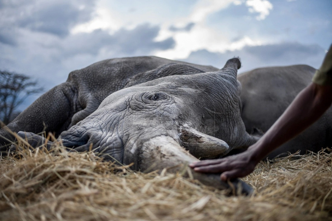 Kế đến, nhóm nghiên cứu dùng mô hình máy tính để xem sẽ như thế nào nếu vật liệu di truyền của những con tê giác trắng phương Bắc được dùng để tạo ra tế bào tinh trùng và trứng rồi chuyển thành phôi và cho loài tê giác trắng phương Nam có quan hệ gần gũi (Ceratherium simum simum) "mang thai hộ". Ảnh: JUSTIN MOTT.