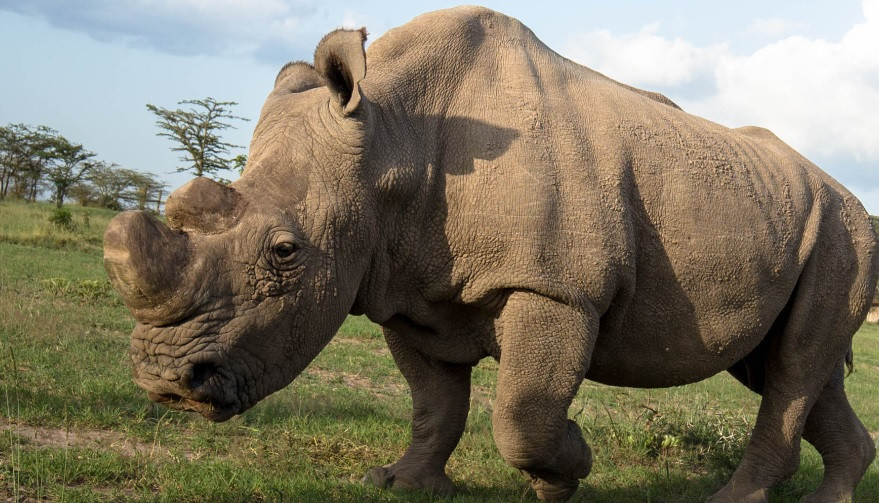 Dù vậy, các chuyên gia vẫn chưa thể chắc chắn những con tê giác trắng phương Nam có thể mang phôi của tê giác trắng phương Bắc thành công. Ảnh: Sudan in 2015, by Make in Kenya/Stuart Price.