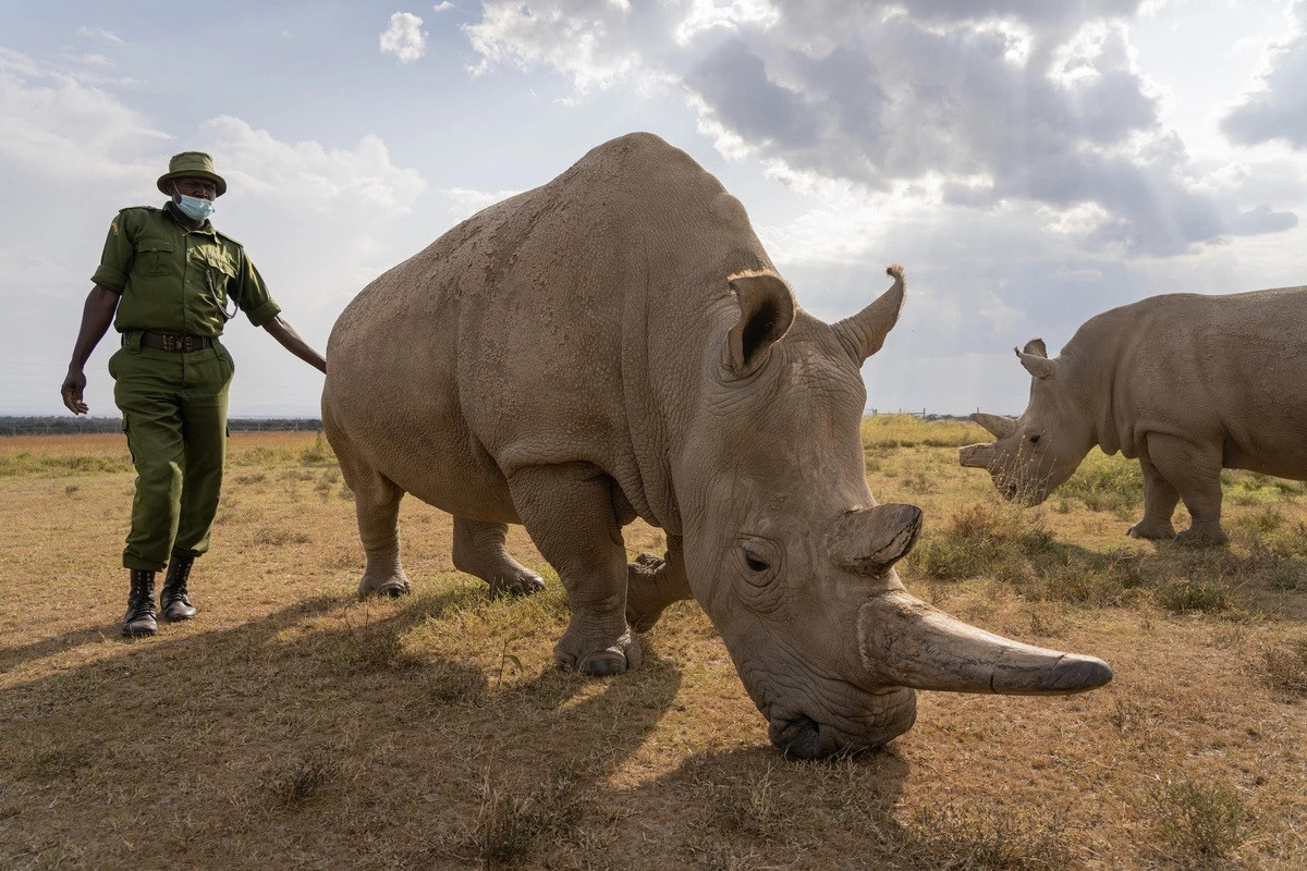 Tính đến tháng 9/2024, thế giới chỉ còn 2 cá thể tê giác trắng phương Bắc. Đó là 2 mẹ con tê giác có tên Fatu và Najin, được chăm sóc đặc biệt tại Kenya. Ảnh: JUSTIN MOTT.