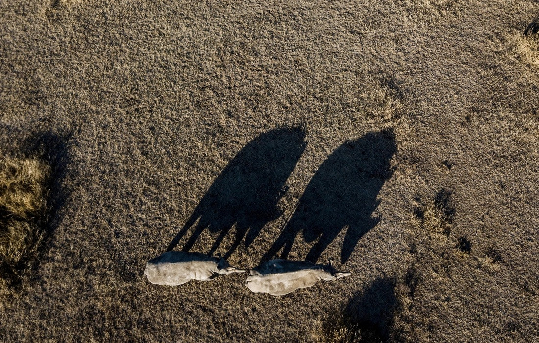 Thế nhưng, do vấn nạn săn bắt trộm và những cuộc xung đột vũ trang tại các khu vực sinh sống nên số lượng tê giác trắng phương Bắc sụt giảm mạnh. Ảnh: JUSTIN MOTT.