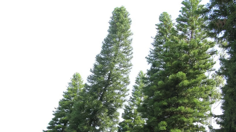 Hiện nay, loài cây đặc biệt này được trồng phổ biến trong các công viên và khu vườn ở nhiều nơi trên thế giới. Khi trưởng thành, mỗi cây có thể vươn cao tới 60m nhưng cành cây khá ngắn và tán lá không quá rộng. Ảnh: Matthew Ritter/CBC.