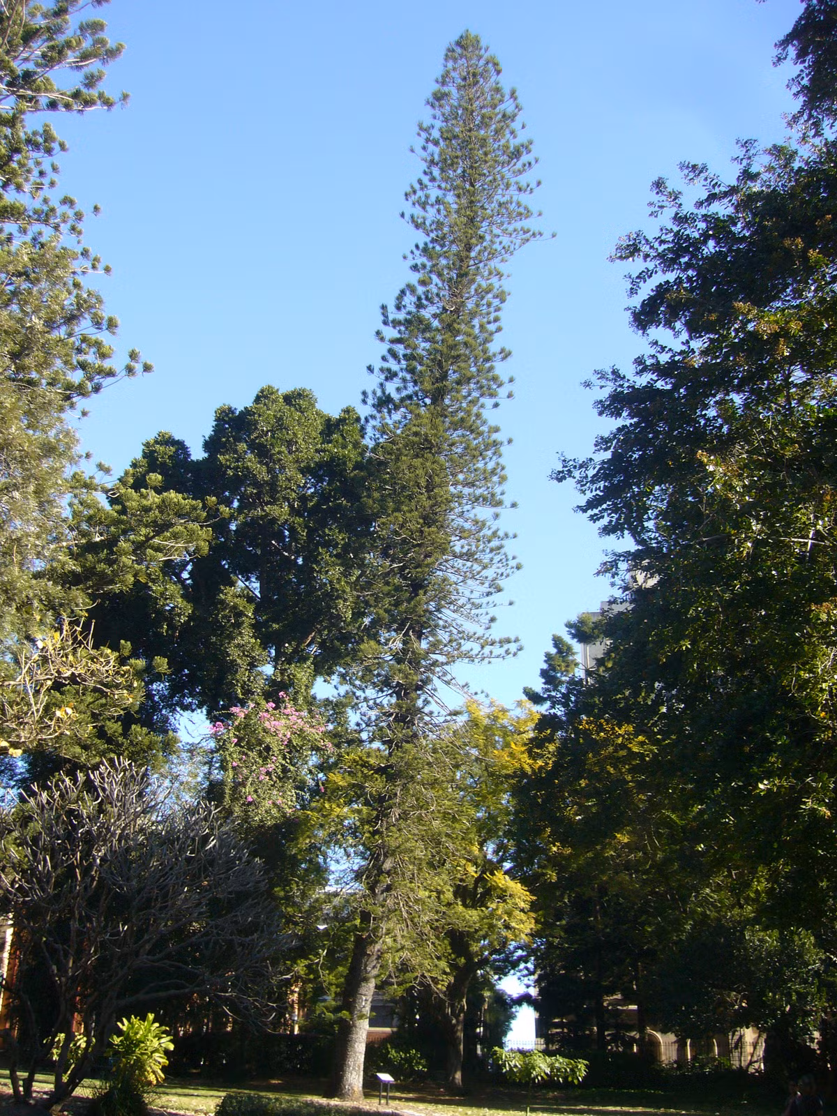Nguyên nhân khiến thông Cook luôn mọc nghiêng về phía đường xích đạo vẫn là bí ẩn lớn. Dù vậy, giới nghiên cứu đã đưa ra một số giả thuyết như trọng lực, từ trường, góc chiếu của ánh sáng Mặt Trời tới Trái Đất có thể là nguyên nhân khiến thân cây thông Cook luôn bị nghiêng dù trồng ở bất cứ nơi nào trên Trái đất. Ảnh: trusttrees.org.au.