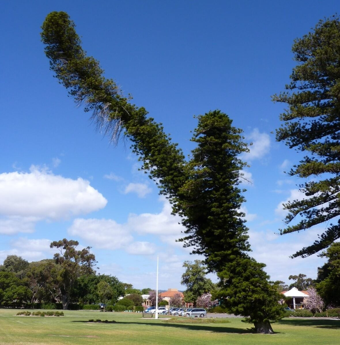 Chuyên gia Matt Ritter tại Đại học California Polytechnic State ở San Luis Obispo chuyên nghiên cứu về loài thông Cook đã có phát hiện quan trọng về loài cây này. Ảnh: Matthew Ritter/CBC.