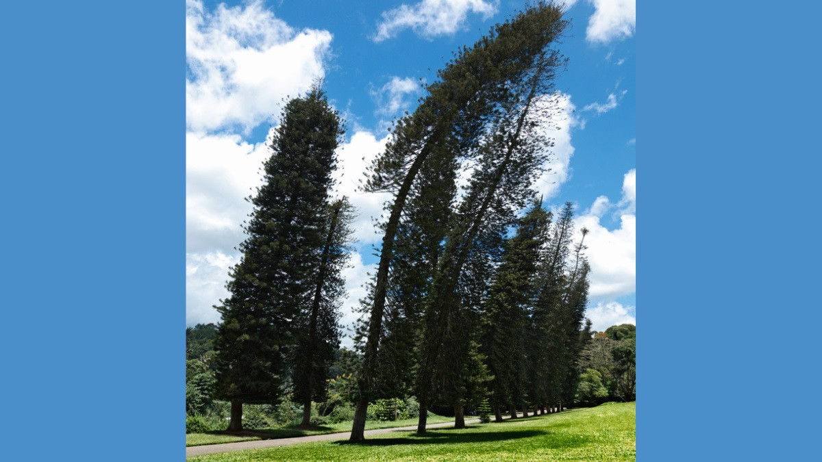 Ước tính trung bình mỗi cây thông Cook nghiêng khoảng 8,5 độ. Tuy nhiên, một số cây ở Australia có thân cây nghiêng gần 40 độ. Ảnh: Dmitry Rukhlenko / Shutterstock.com.