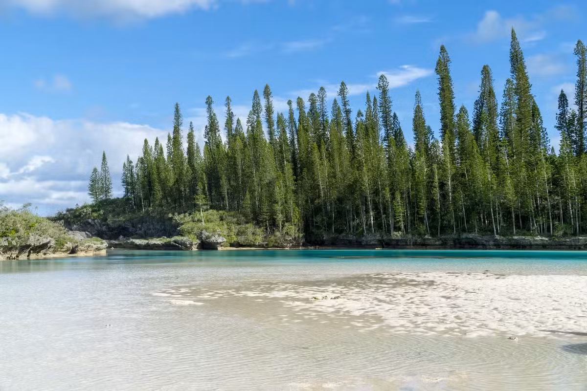 Thông qua nghiên cứu, nhóm nghiên cứu phát hiện thông Cook luôn nghiêng về phía xích đạo và độ nghiêng của thân cây càng tăng khi chúng được trồng ở những nơi càng đi xa xích đạo. Ảnh: thetravel.