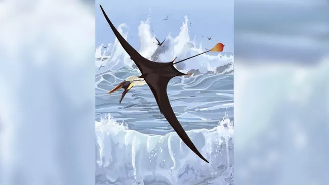Loài thằn lằn bay đầu tiên được gọi với cái tên không chính thức là "pterodactyls". Chúng có đuôi dài với các vạt mô mỏng hình lá ở cuối gọi là cánh. Cánh này sẽ ảnh hưởng đến khả năng bay của chúng nếu nó mềm nhũn và phấp phới như một lá cờ. Ảnh: Dr Natalia Jagielska.