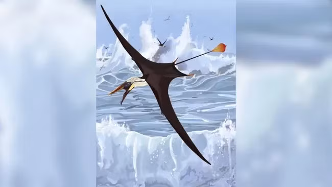 Loài thằn lằn bay đầu tiên được gọi với cái tên không chính thức là "pterodactyls". Chúng có đuôi dài với các vạt mô mỏng hình lá ở cuối gọi là cánh. Cánh này sẽ ảnh hưởng đến khả năng bay của chúng nếu nó mềm nhũn và phấp phới như một lá cờ. Ảnh: Dr Natalia Jagielska.