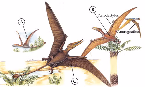 Giới nghiên cứu đã xem xét hơn 100 hóa thạch thằn lằn bay thời kỳ đầu bằng đèn pin cực tím để xác định các mẫu vật có cánh đuôi được bảo quản đặc biệt tốt. Sau đó, họ áp dụng một kỹ thuật laser gọi là huỳnh quang mô phỏng laser vào các cánh đó để tạo ra bản đồ về cấu trúc bên trong của cánh. Ảnh: sciencenews.