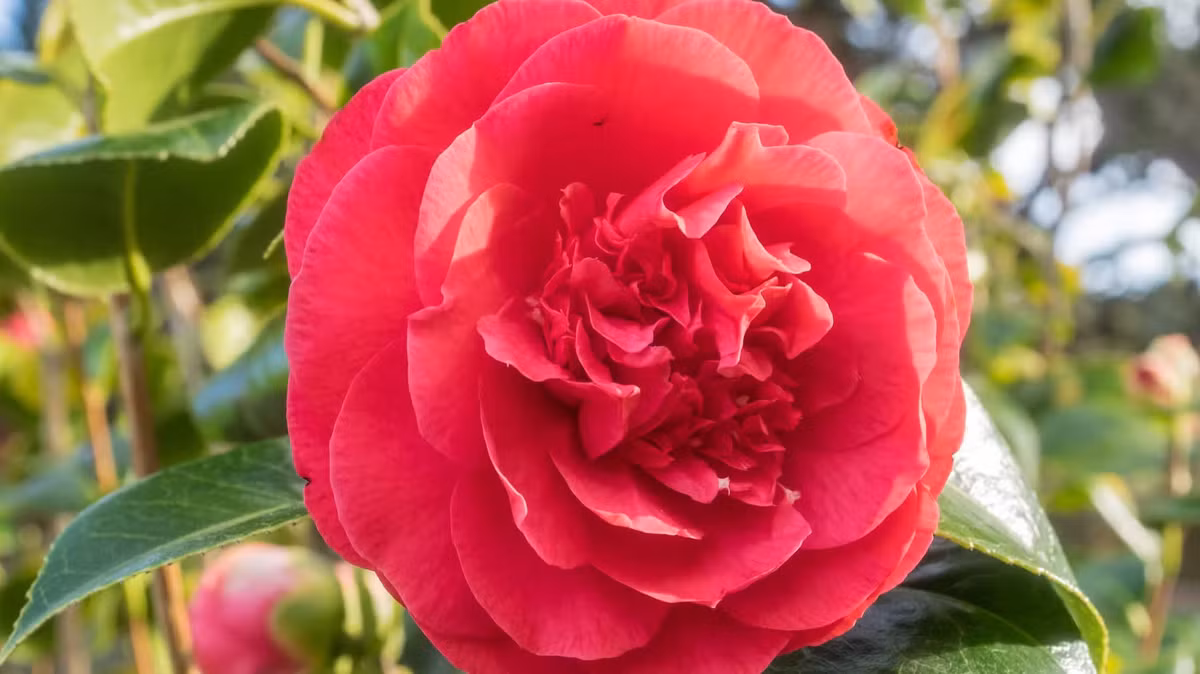 Theo các chuyên gia, loài hoa Middlemist's Red từng xuất hiện ở Trung Quốc khoảng 200 năm trước. Hoa được đặt theo tên của John Middlemist - người có công thu thập chúng ở Trung Quốc rồi mang tới Anh vào năm 1804. Ảnh: backyardboss.