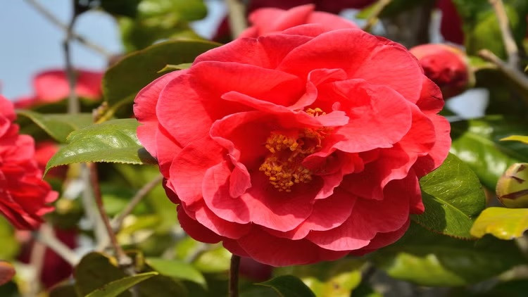 Trong những năm tiếp theo, loài hoa Middlemist's Red được giới nhà giàu ở Anh mua. Do chúng có giá khá đắt đỏ nên chỉ những người khá giả mới có đủ khả năng để mua loại hoa này về trồng trong vườn nhà. Ảnh: backyardboss.