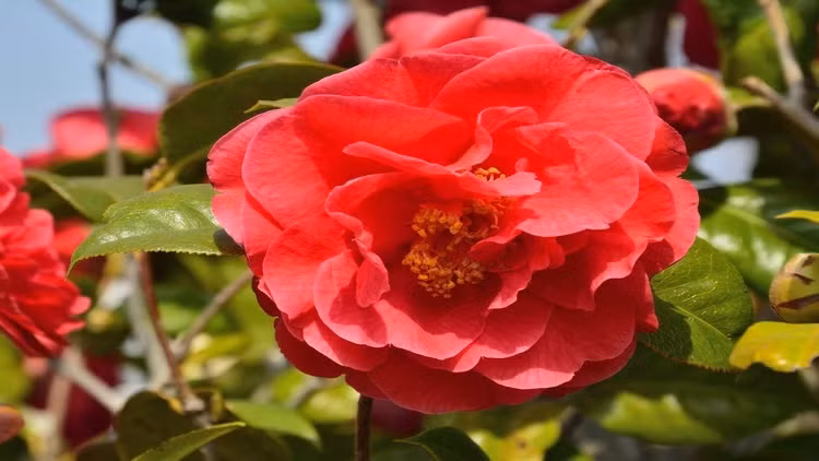 Trong những năm tiếp theo, loài hoa Middlemist's Red được giới nhà giàu ở Anh mua. Do chúng có giá khá đắt đỏ nên chỉ những người khá giả mới có đủ khả năng để mua loại hoa này về trồng trong vườn nhà. Ảnh: backyardboss.