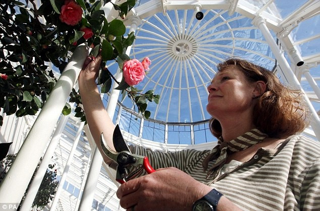 Hoa của Middlemist's Red được giới nghiên cứu phát hiện có nhiều tác dụng như: giúp tóc chắc khỏe, chống oxy hóa, làm chất dưỡng ẩm da tự nhiên... Theo đó, loại hoa này thường được dùng để làm mỹ phẩm cao cấp. Ảnh: PA.