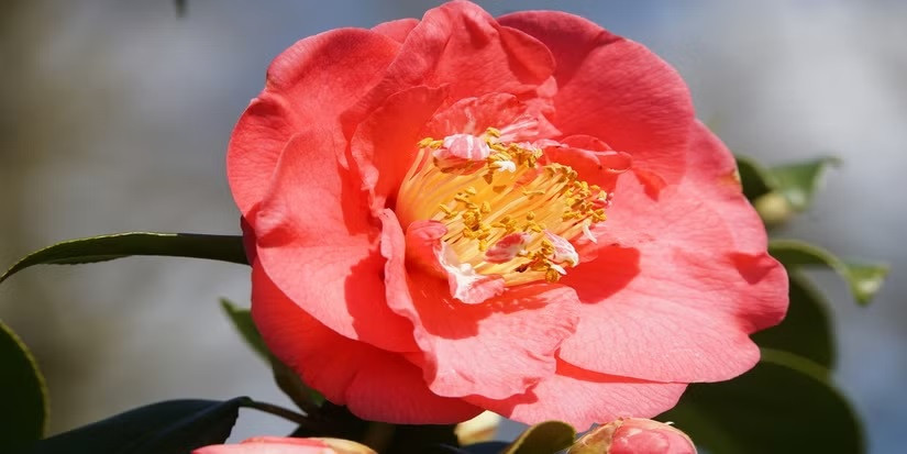 Đến khoảng những năm 1820, hoa Middlemist's Red bất ngờ biến mất một cách bí ẩn ở Anh. Ngay cả chính ông John cũng không còn sở hữu cây hoa nào. Ảnh: backyardboss.