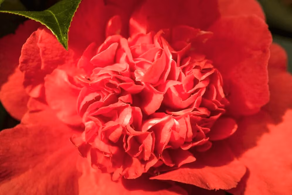 Theo các ghi chép, công tước Devonshire từng bán một bông hoa Middlemist's Red với giá khoảng 3.200 bảng Anh (tương đương 4.400 USD). Ảnh: windflowerflorist.