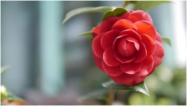 Middlemist's Red (hay Spring Rose) là loài hoa hiếm nổi tiếng thế giới. Đây là loại hoa thuộc họ trà my và khi nở giống bông hoa hồng, có màu hồng đậm nổi bật. Ảnh: southsideblooms.