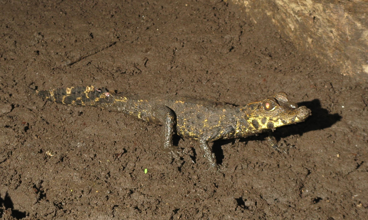 Nhóm nghiên cứu cho rằng, cá sấu trong hang đẻ trứng ở cửa hang. Sau đó, cá sấu non sẽ mạo hiểm đi vào bóng tối. Khi trưởng thành, người ta cho rằng chúng hiếm khi rời khỏi hang. Ảnh: Olivier Testa.