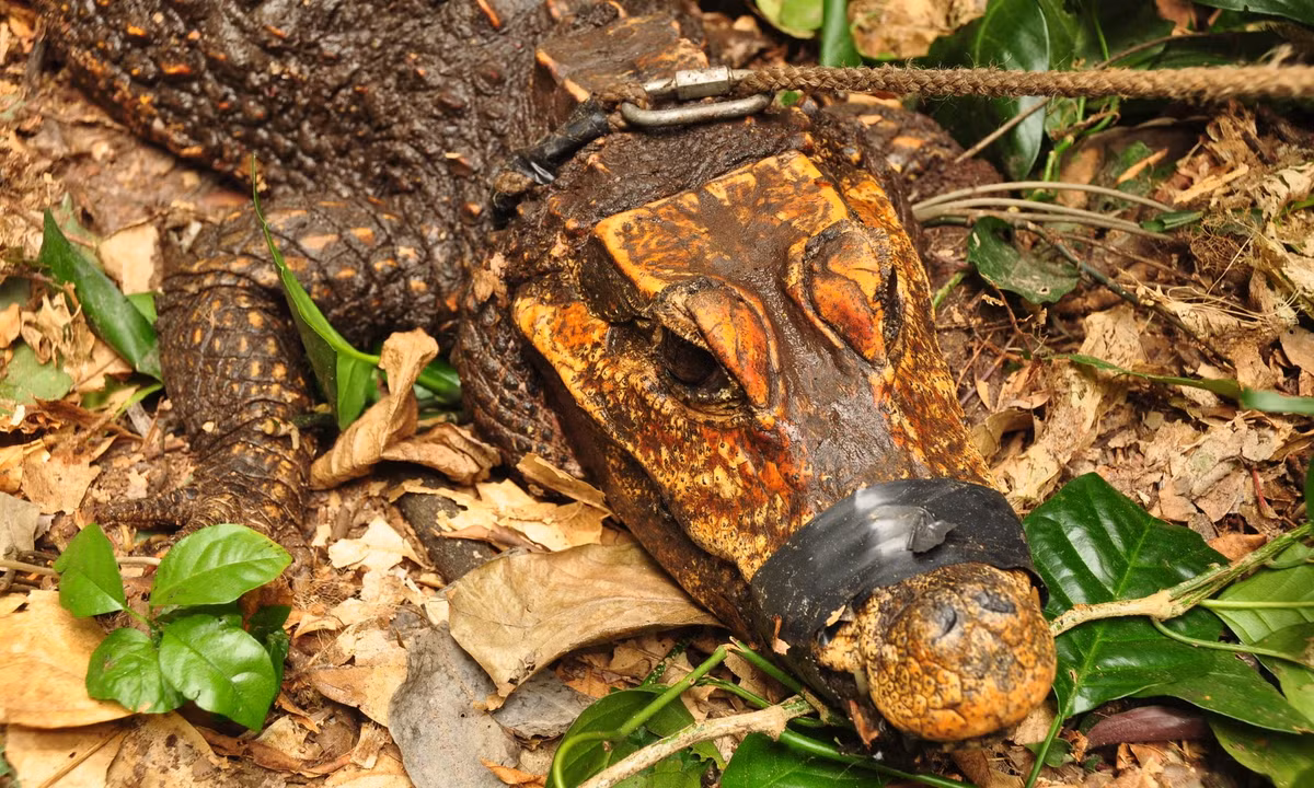 Sự thay đổi di truyền này là bằng chứng cho thấy cá sấu hang động đang tiến hóa thành một loài mới. "Do sự cô lập và thực tế là có ít cá thể đến và đi, chúng đang trong quá trình trở thành một loài mới. Điều đó có xảy ra sớm hay không thì không ai có thể đoán trước", nhà sinh vật học Shirley nói. Ảnh: Olivier Testa.