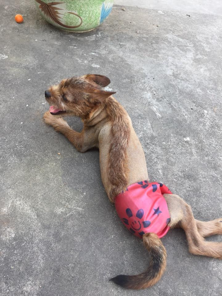 Phat cuong voi hinh anh chu su tu 