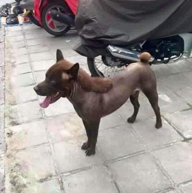 Phat cuong voi hinh anh chu su tu 