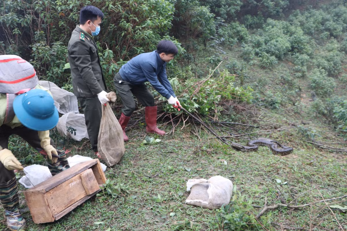 Thả 90 cá thể động vật quý hiếm về môi trường tự nhiên - Hình 3 Tha 90 ca the dong vat quy hiem ve moi truong tu nhien-Hinh-3