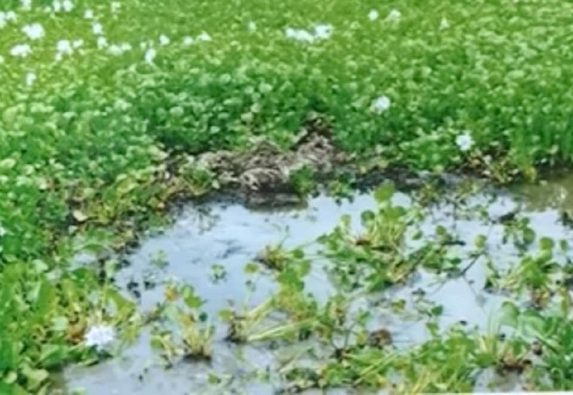 Hiện trường phát hiện vụ việc tại một chuôm nước ngập bèo tây, khi người đánh cá vớt đám bèo đã bàng hoàng phát hiện một xác chết và lập tức báo cho Công an thị trấn Chi Đông. Phát hiện xác chết có dấu hiệu hình sự nên Công an huyện Mê Linh báo về phòng kỹ thuật hình sự, Công an TP Hà Nội. Các cán bộ công an đã ngay lập tức có mặt tại nơi tìm thấy xác nạn nhân. (Ảnh minh họa, nguồn internet)