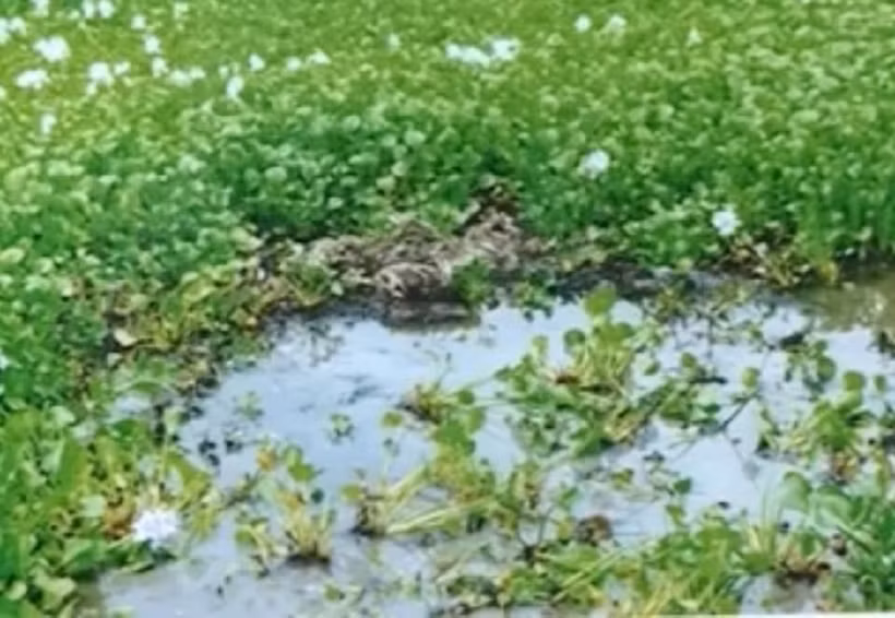 Hiện trường phát hiện vụ việc tại một chuôm nước ngập bèo tây, khi người đánh cá vớt đám bèo đã bàng hoàng phát hiện một xác chết và lập tức báo cho Công an thị trấn Chi Đông. Phát hiện xác chết có dấu hiệu hình sự nên Công an huyện Mê Linh báo về phòng kỹ thuật hình sự, Công an TP Hà Nội. Các cán bộ công an đã ngay lập tức có mặt tại nơi tìm thấy xác nạn nhân. (Ảnh minh họa, nguồn internet)