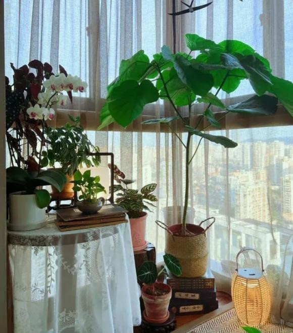 Bien ban cong thanh phong tra dep me ly-Hinh-7