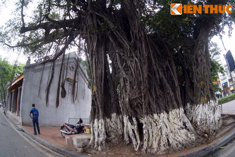 Cạnh nhà đại bái có một cây đa cổ thụ rất lớn.