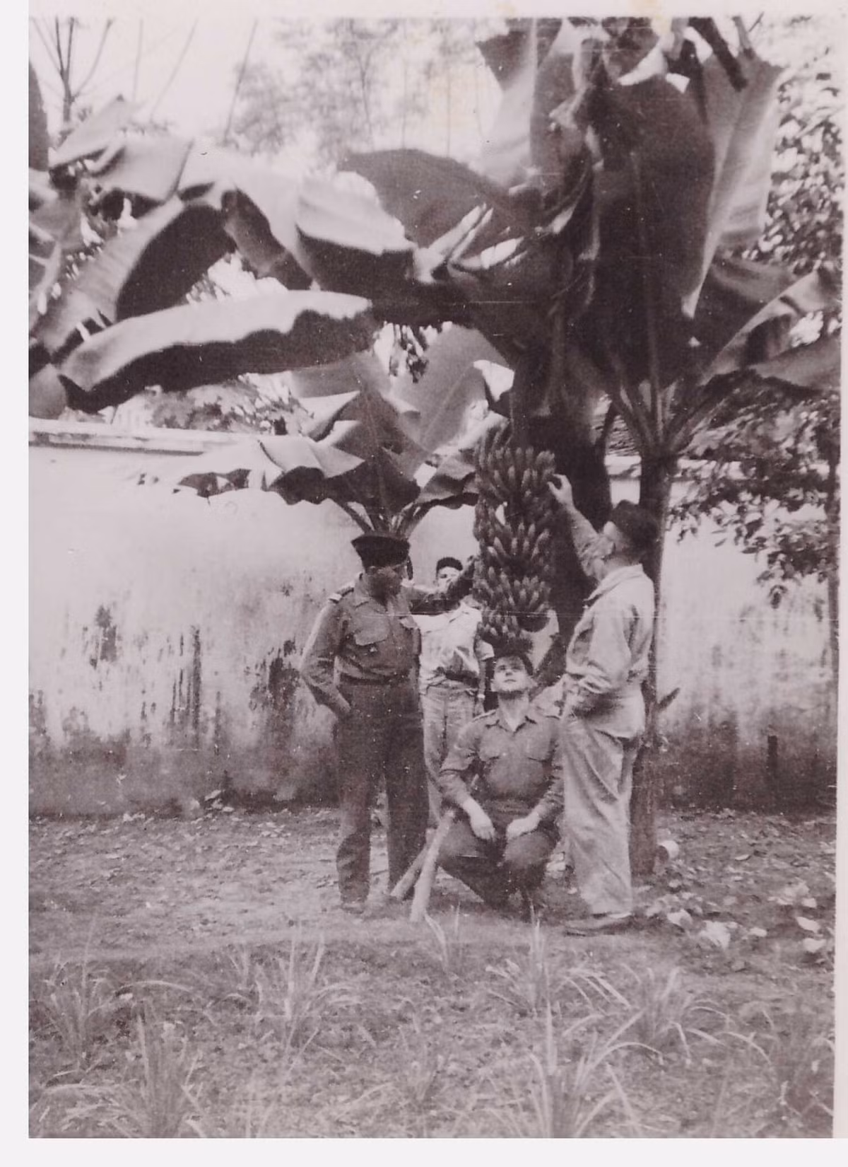 Các sĩ quan Pháp khám phá một cây chuối trong vườn ở khu doanh trại. Ảnh: Robert Tison.