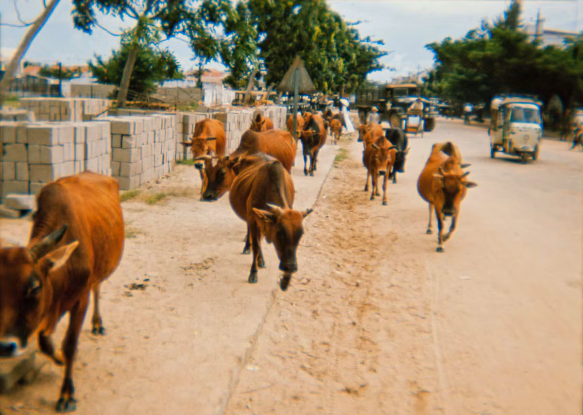 Đàn bò trên đường phố Quy Nhơn. Ảnh: 19engrvn.org.