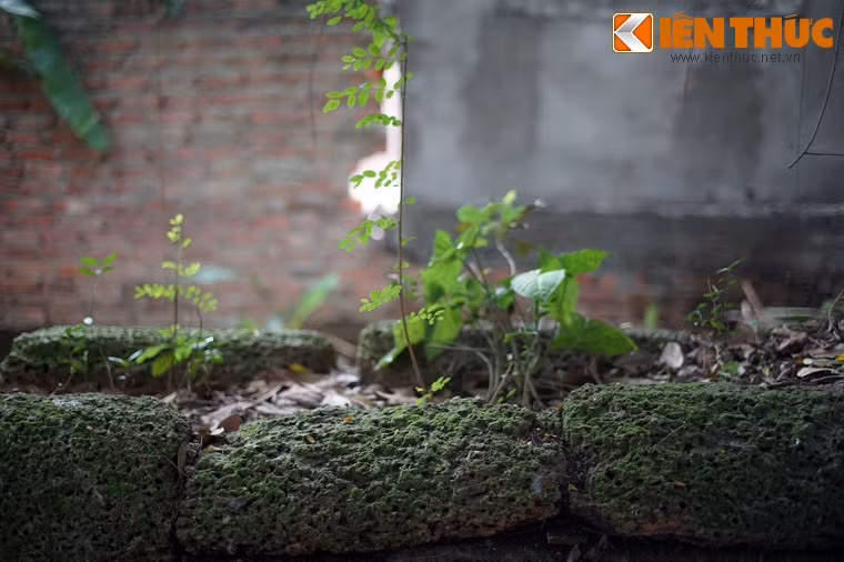 Các loài cây dại mọc trên tường đá ong.