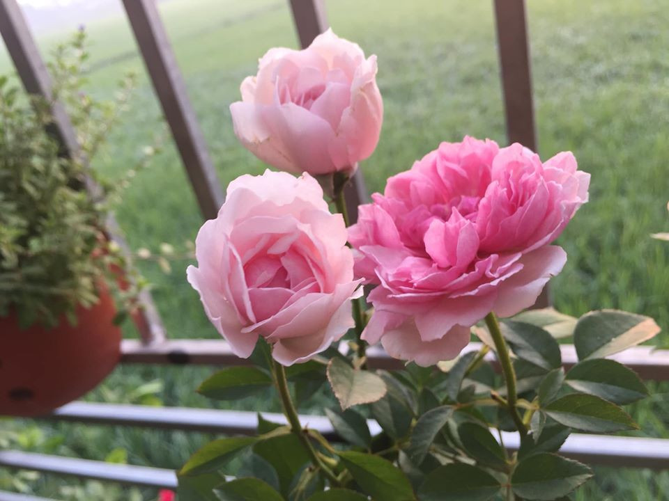 Những chùm hoa nở rộ trong vườn khiến ai ngắm cũng "phải lòng".