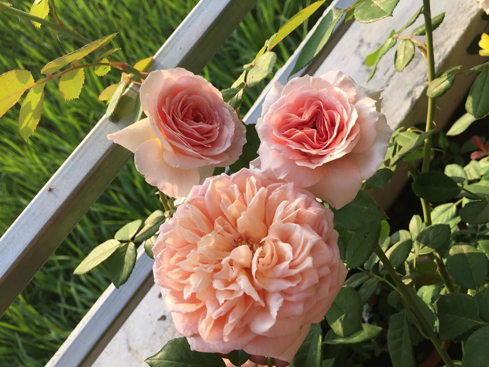 Chị không quên bật mí:" Chỉ nên tưới gốc cây, không làm ướt lá, tránh làm bầm dập hoa và chỉ tưới khi mặt đất trong chậu đã khô."