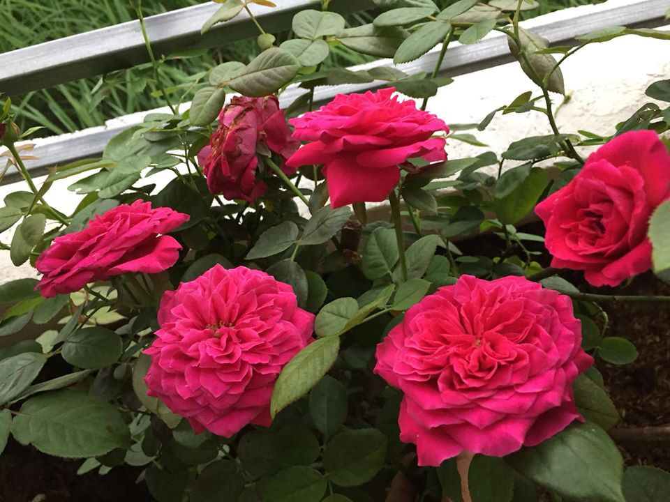 Với chị những giây phút chăm hoa, ngắm hoa là lúc chị cảm thấy thư giãn, thoải mái, thấy yêu đời và yêu cuộc sống hơn.