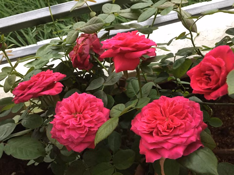 Với chị những giây phút chăm hoa, ngắm hoa là lúc chị cảm thấy thư giãn, thoải mái, thấy yêu đời và yêu cuộc sống hơn.