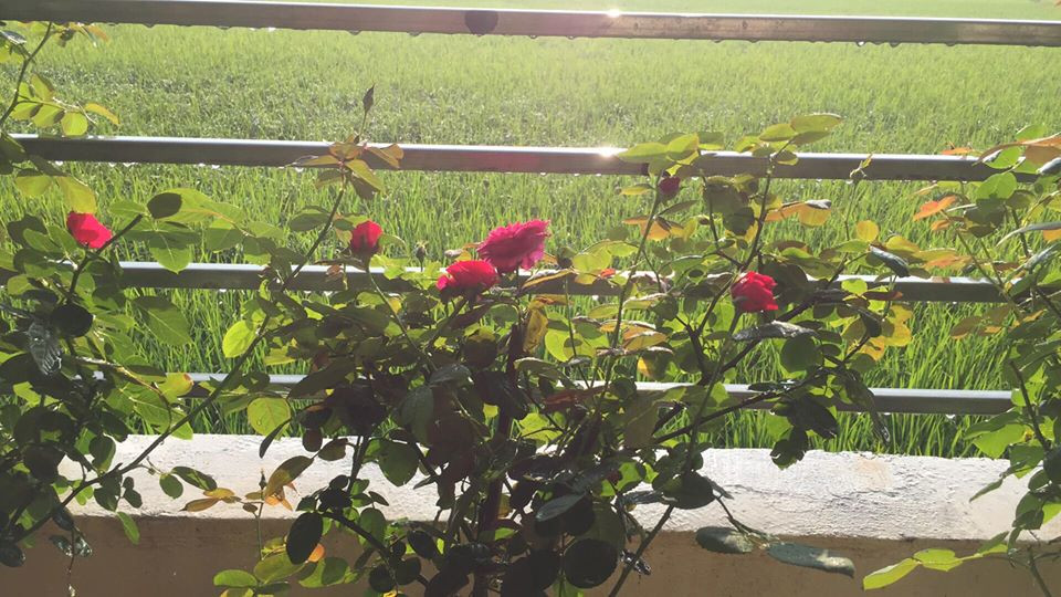 Chị Tú Lâm cho hay, chị thường xuyên dùng nước vo gạo để tưới. Ngoài ra, bổ sung chất dinh dưỡng cho cây bằng đỗ tương Humic, vi sinh, nước rong biển, dịch chuối, vi lượng và nước đậu nành...định kỳ từ 7-10 ngày.