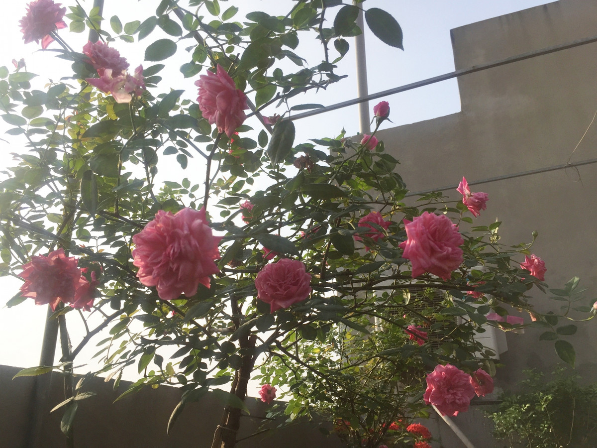 Trồng hồng quan trọng nhất là khâu làm đất, giá thể trồng hồng bao gồm xơ dừa, đất thịt, phân bò hoai mục, trấu, phân trùn quế, đất hữu cơ.