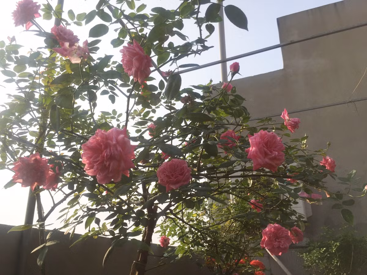 Trồng hồng quan trọng nhất là khâu làm đất, giá thể trồng hồng bao gồm xơ dừa, đất thịt, phân bò hoai mục, trấu, phân trùn quế, đất hữu cơ.