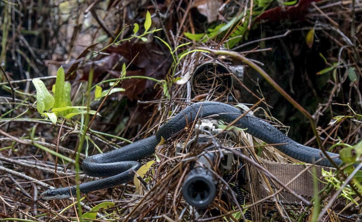 Trong thực tế, lính bắn tỉa khi được đào tạo sẽ gần như được "ăn nằm" cùng nhiều loại động vật hoang dã, đảm bảo người lính sẽ không vì nỗi sợ cá nhân mà làm hỏng nhiệm vụ. Nguồn ảnh: QQ.
