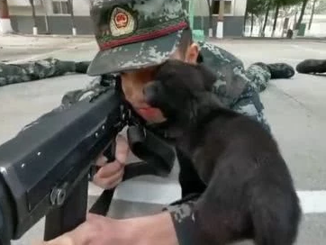 Không rõ những binh lính trong video này có phải lính bắn tỉa của Trung Quốc hay không, tuy nhiên kỹ năng "nằm im, thở khẽ" của họ chắc hẳn phải rất nhuần nhuyễn mới có thể giữ bình tĩnh được trong hoàn cảnh oái oăm này. Nguồn ảnh: QQ.