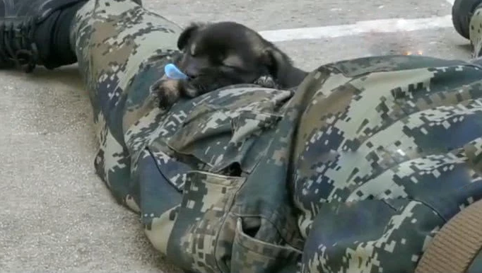 Thậm chí một chú chó khắc còn thản nhiên lăn ra người xạ thủ ngủ một giấc ngon lành. Nguồn ảnh: QQ.