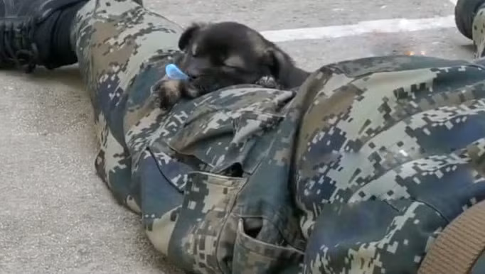 Thậm chí một chú chó khắc còn thản nhiên lăn ra người xạ thủ ngủ một giấc ngon lành. Nguồn ảnh: QQ.