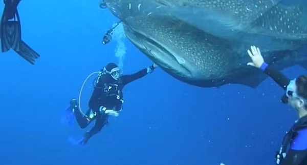 Trong ảnh là cảnh tượng những người thợ lặn nói lời tạm biệt với những con cá mập voi sau khi giải cứu chúng. (Nguồn Sina)